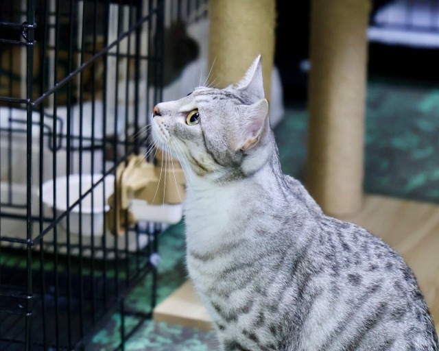 キジグレー里親募集愛媛県保護猫