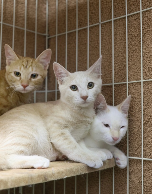 里親募集中子猫