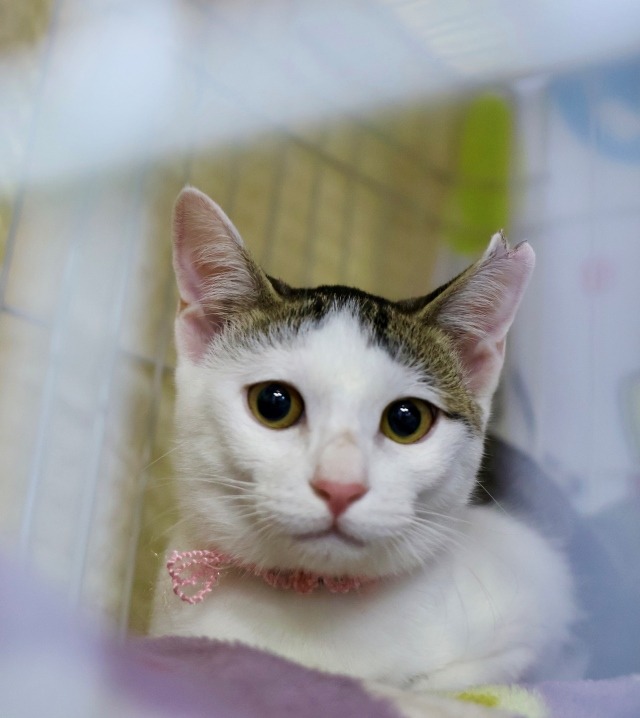 キジ白里親募集中子猫