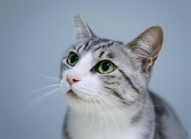 サバ白里親募集中猫愛媛県