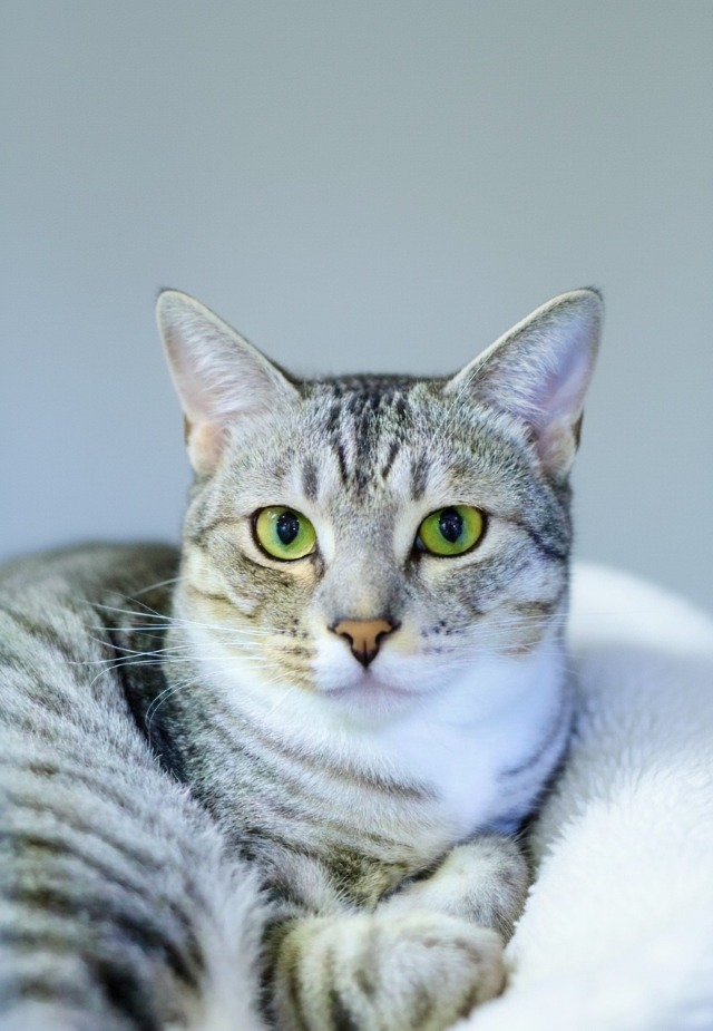 サバ白里親募集中猫愛媛県