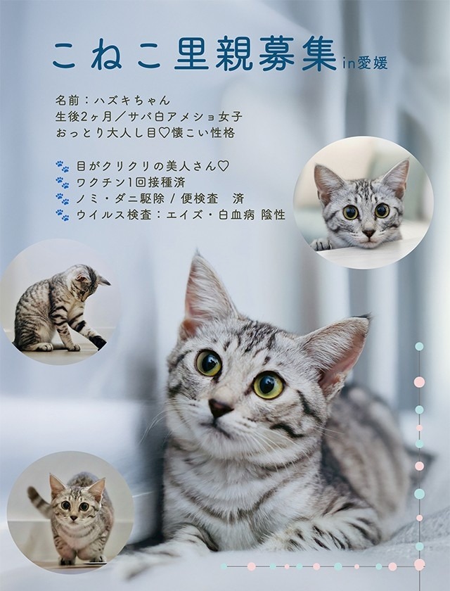 サバ白里親募集子猫愛媛県