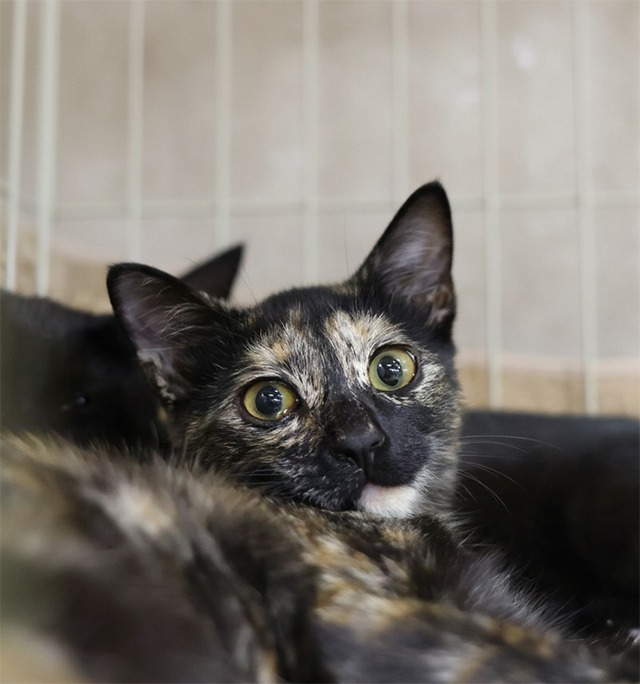 サビ猫里親募集中愛媛県