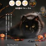 202510保護犬猫譲渡会のチラシ