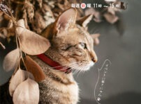 202511保護犬猫譲渡会のチラシ