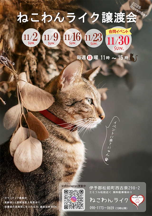 202511保護犬猫譲渡会のチラシ