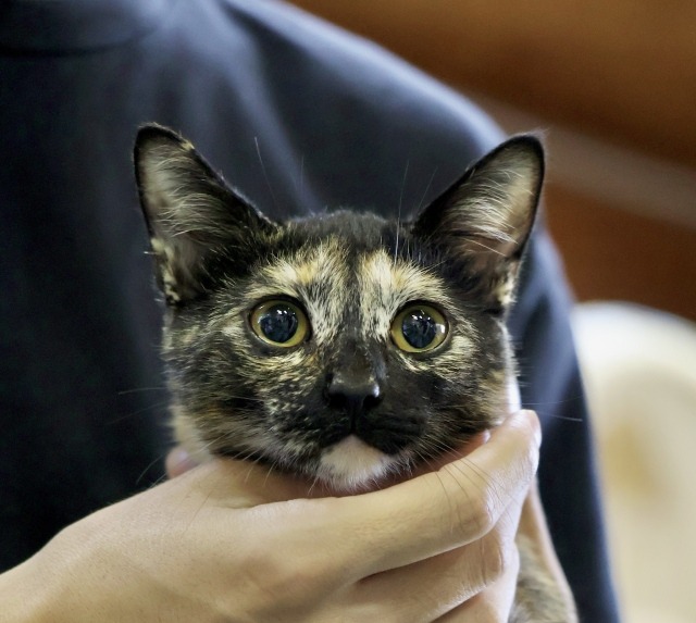 サビ猫里親募集中愛媛県