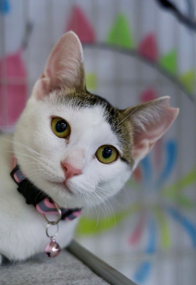 キジ白里親募集中子猫