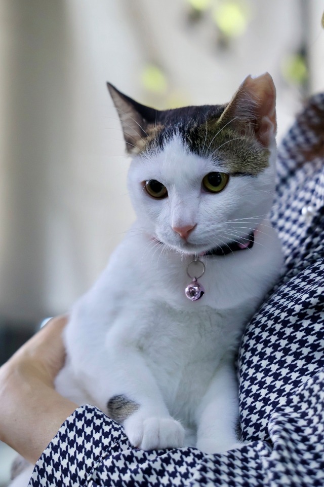 キジ白里親募集中子猫