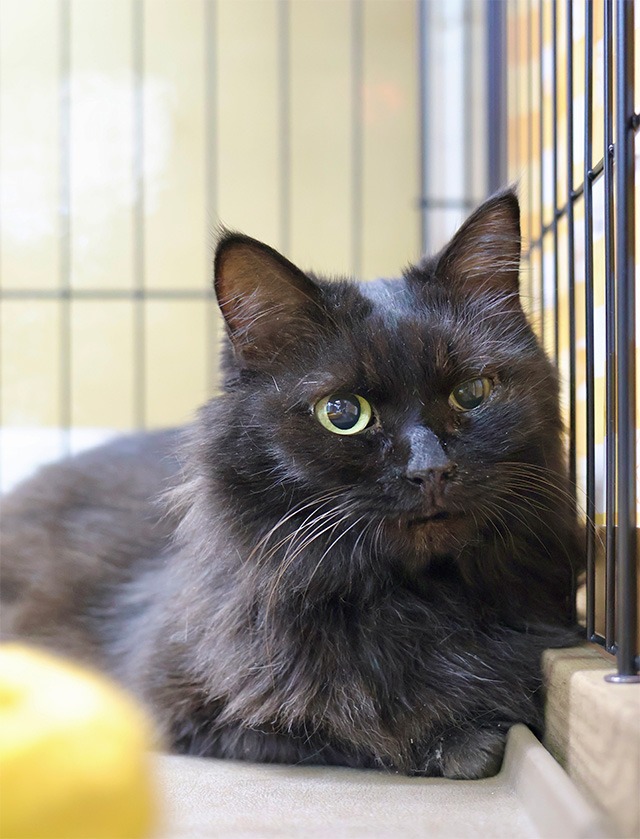 長毛黒猫里親募集中