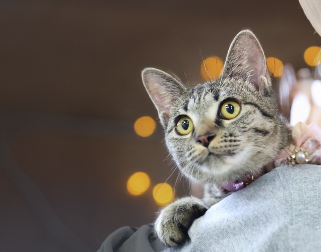 キジ猫里親募集中愛媛県