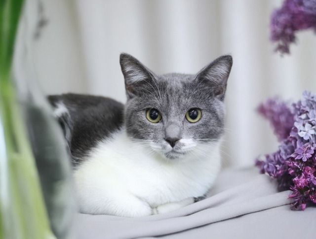 グレー猫里親募集