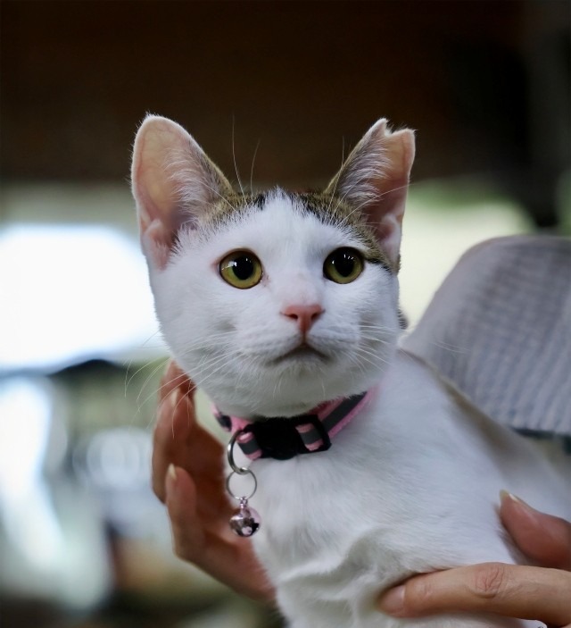 キジ白里親募集中子猫