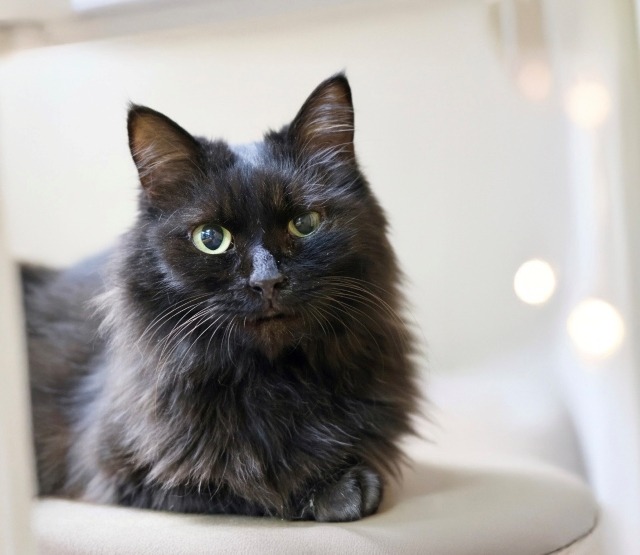 長毛黒猫里親募集中