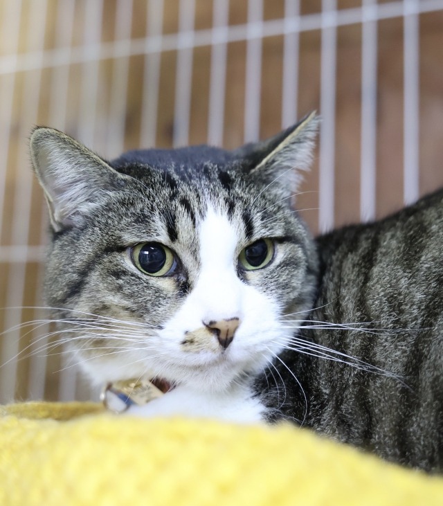 キジ白成猫里親募集中