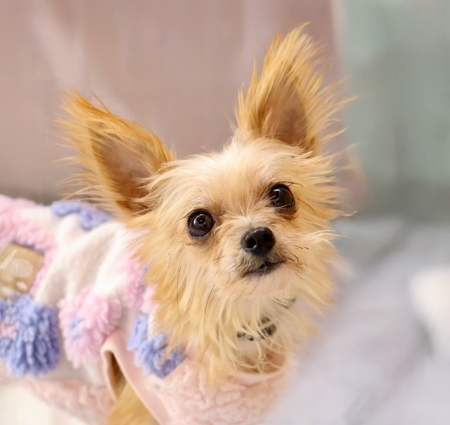 ヨークシャテリア保護犬里親募集中