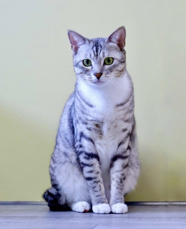 サバ白里親募集中猫愛媛県