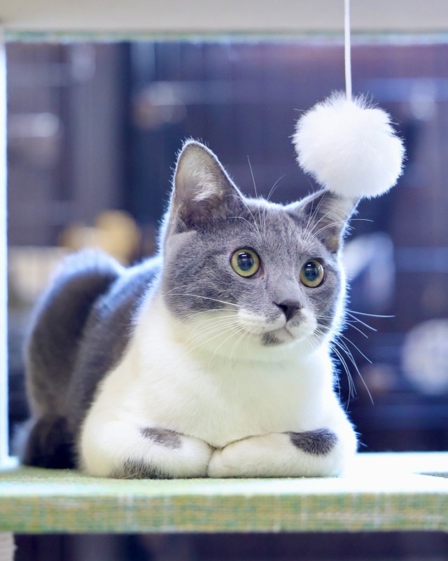 グレー猫里親募集