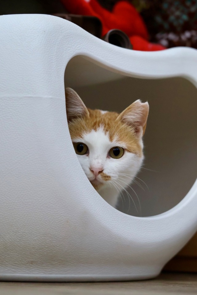 茶白保護猫里親募集愛媛県