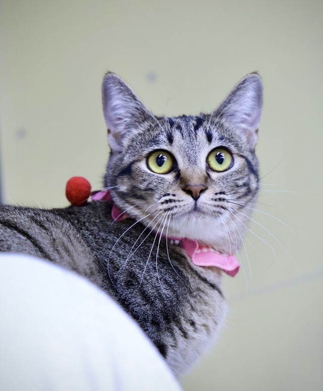 キジトラ里親募集