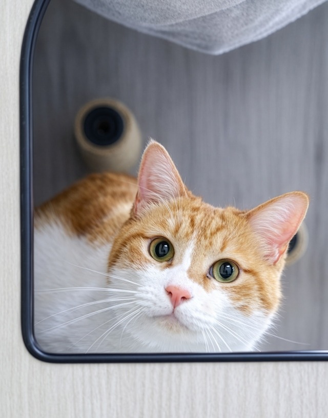 キジ白里親募集中愛媛県