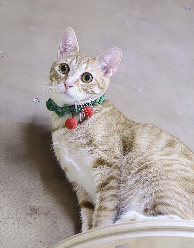 茶トラ里親募集