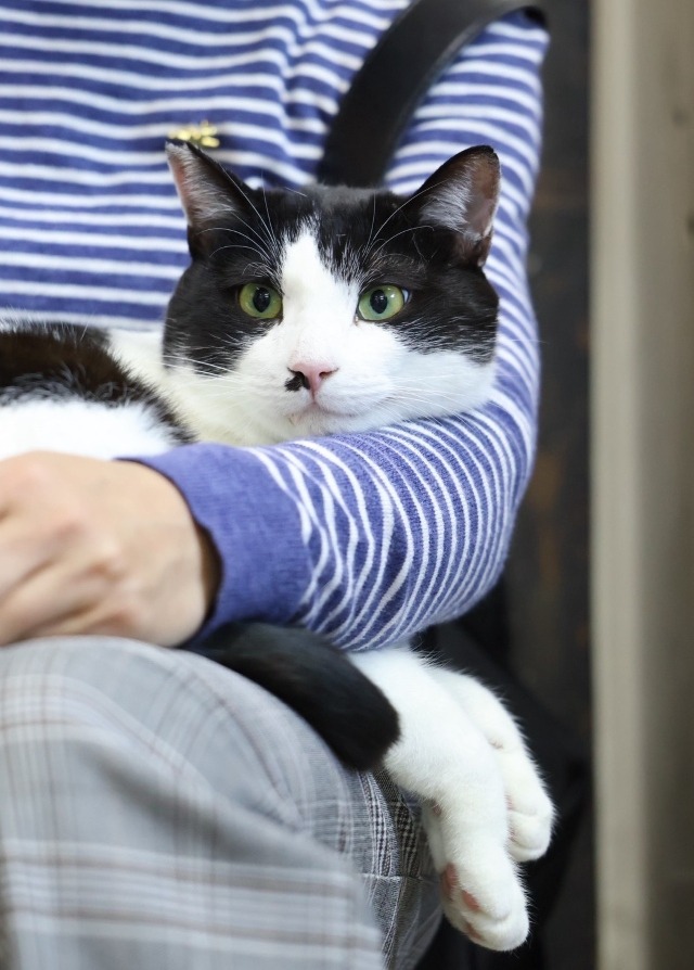 ハチワレ大人猫里親募集中愛媛県