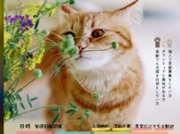 202604保護猫譲渡会チラシ