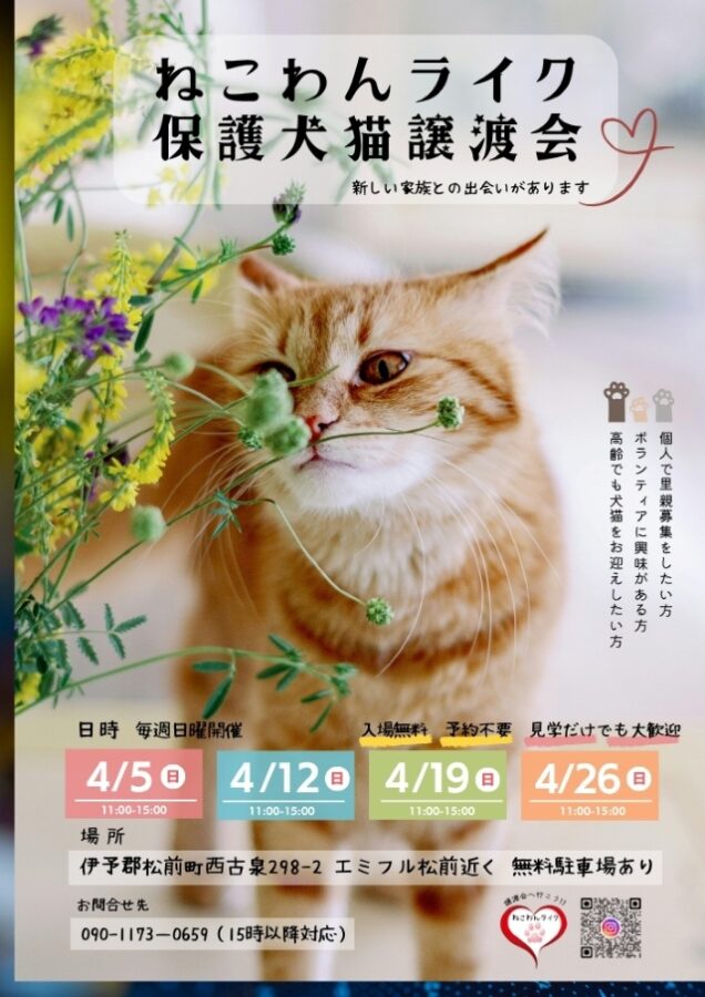 202604保護猫譲渡会チラシ