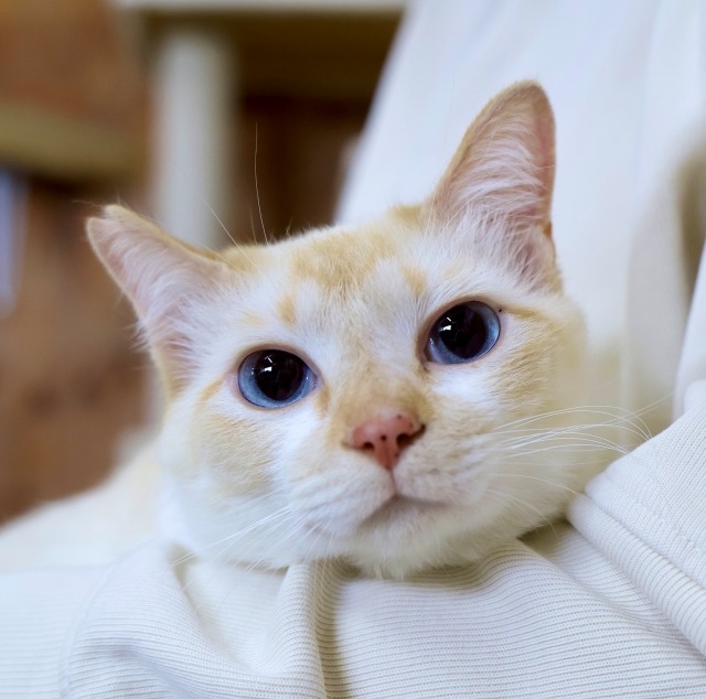 笹かま系シャム里親募集中猫