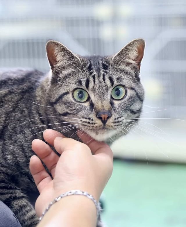 キジトラ里親募集