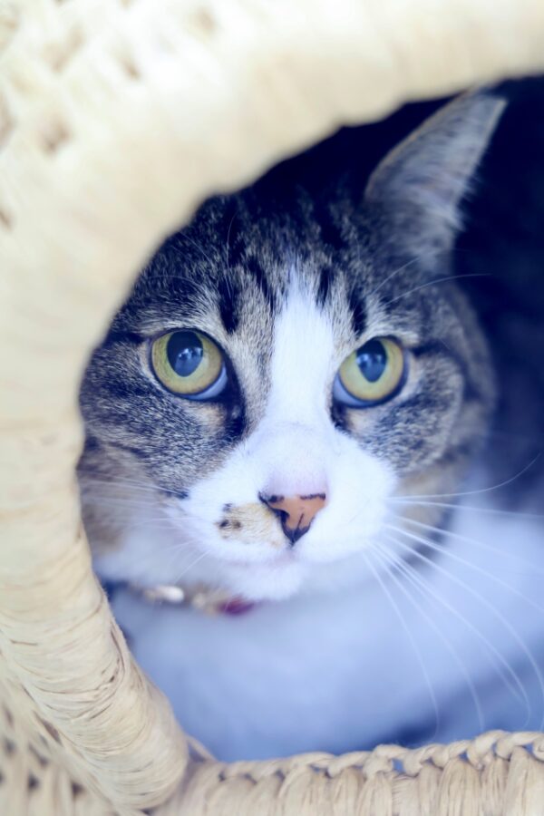 キジ白里親募集中猫