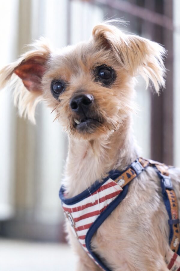 ヨークシャーテリア小型犬里親募集