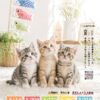 202605月保護犬猫譲渡会チラシ