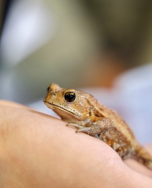 ミヤコヒキガエル写真