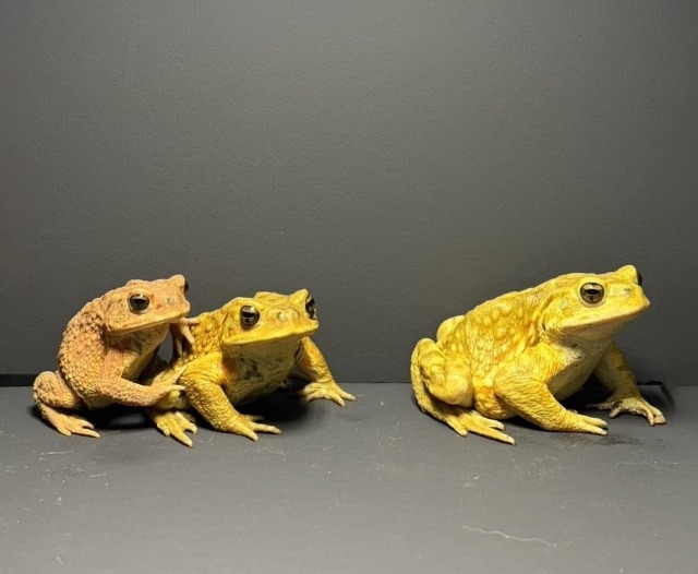 ミヤコヒキガエル写真
