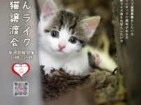 譲渡会チラシ
